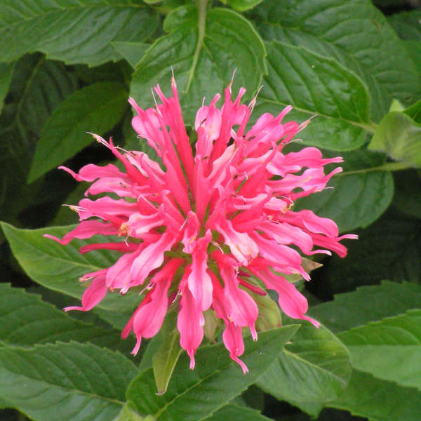 Monarda 'Coral Reef' Bee Balm