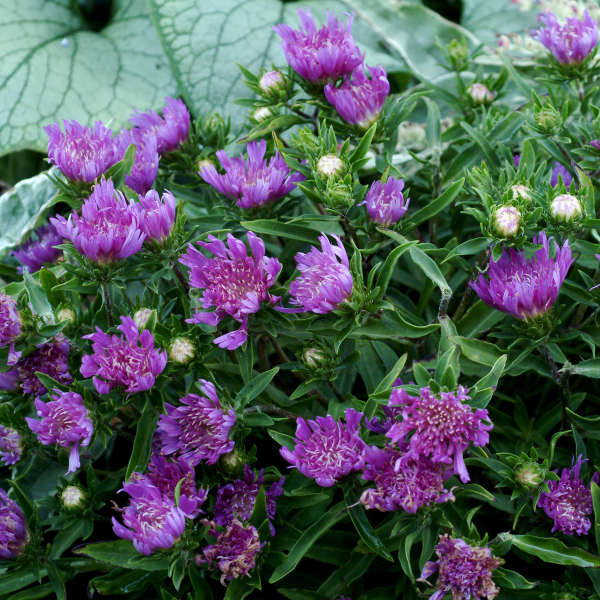 Stokesia 'Purple Pixie' Stokes' Aster