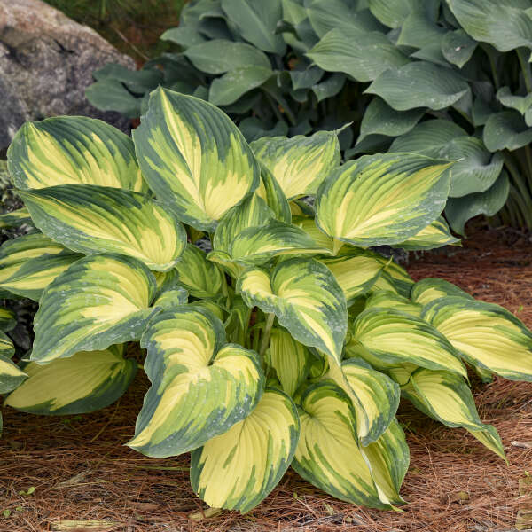 Hosta 'My Fair Lady' Hosta