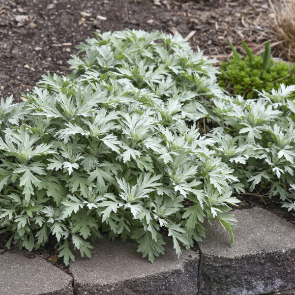 Artemisia 'Silver Lining' White Sagebrush