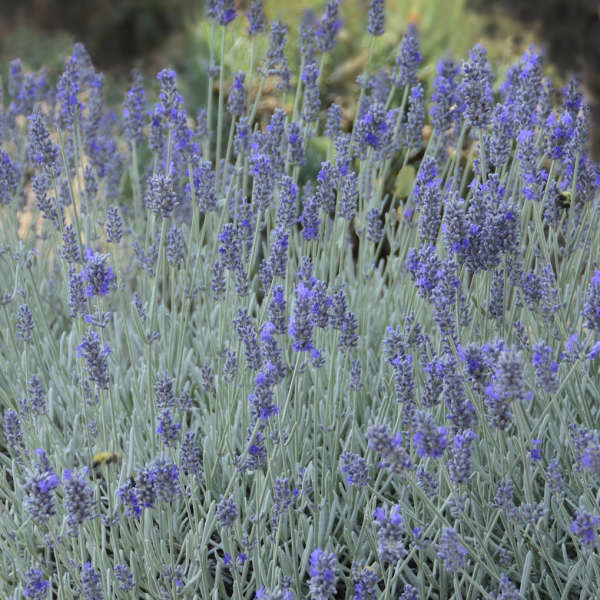 Lavandula 'Silver Mist' English Lavender