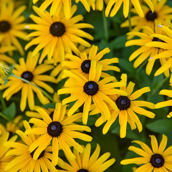 Rudbeckia 'Treasure Trove' Black-Eyed Susan