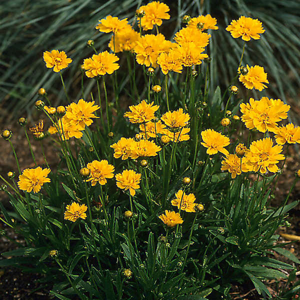 Coreopsis 'Early Sunrise' Tickseed