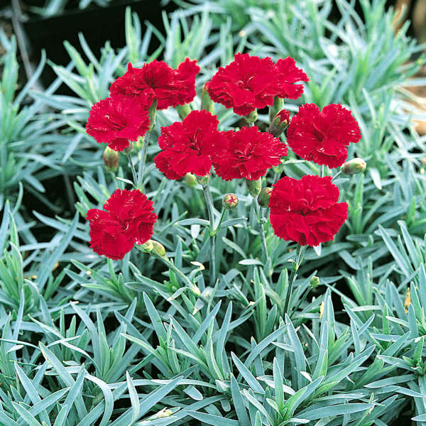 Dianthus 'Frosty Fire' Pinks