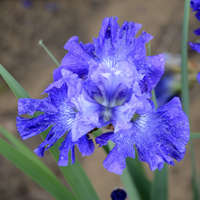 Iris 'Blueberry Fair'