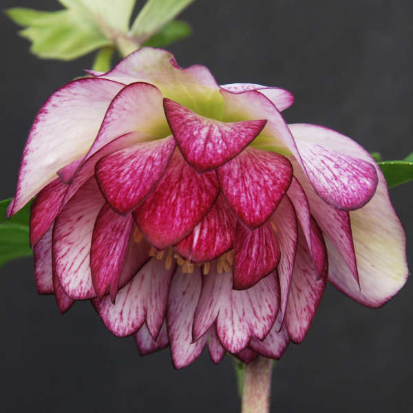 Helleborus 'Peppermint Ruffles' Lenten Rose