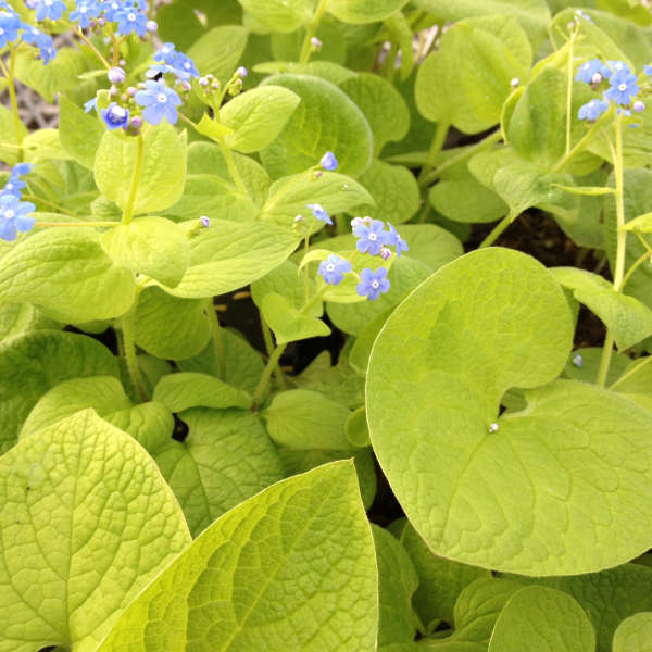 Brunnera 'Green Gold' Heartleaf Brunnera