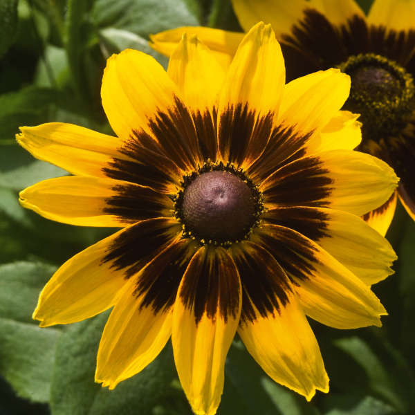 Rudbeckia hirta 'Denver Daisy' Perennial Resource