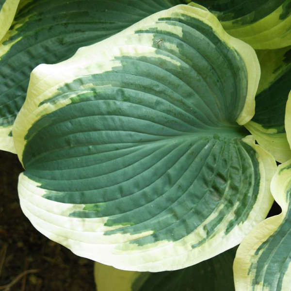 Hosta 'Brass Ring' Perennial Resource