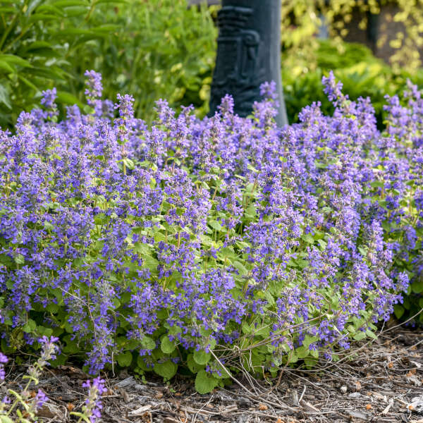 Nepeta 'Chartreuse on the Loose' Catmint