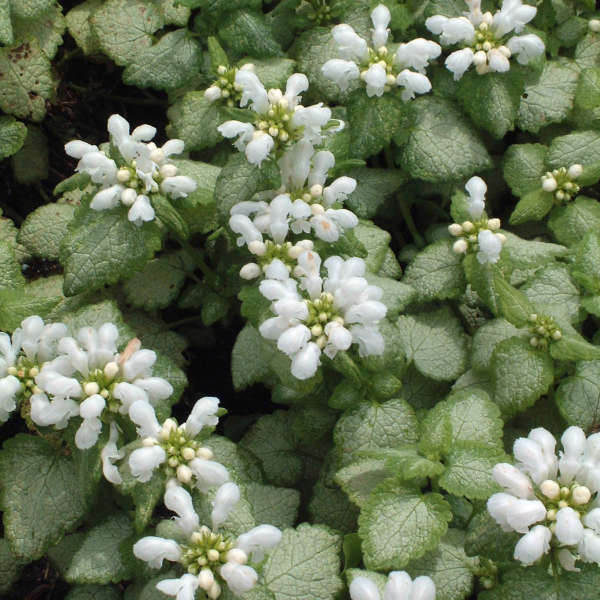 Lamium Maculatum White Nancy Perennial Resource