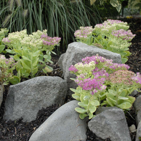 Sedum 'Hot Stuff' Showy Stonecrop