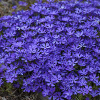 Phlox 'Violet Pinwheels'