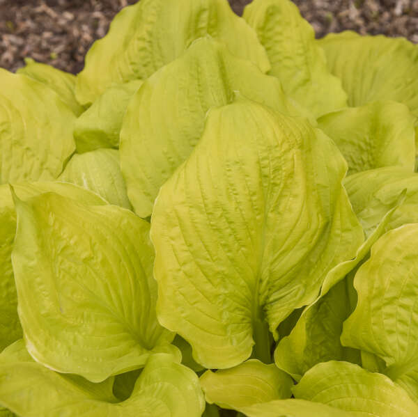 Hosta 'Seasons in the Sun' Hosta