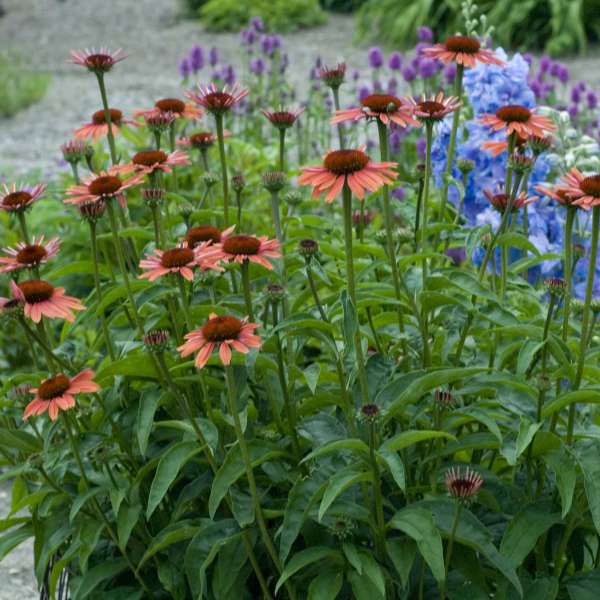 Echinacea SUNDOWN™ ('Evan Saul' PP17659) | Perennial Resource