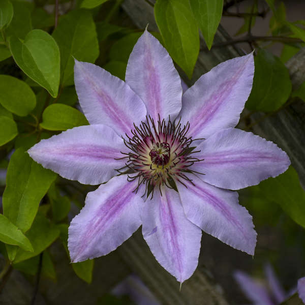 Clematis 'Nelly Moser' Clematis