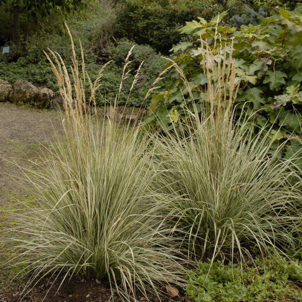 Calamagrostis 'Overdam' Variegated Feather Reed Grass