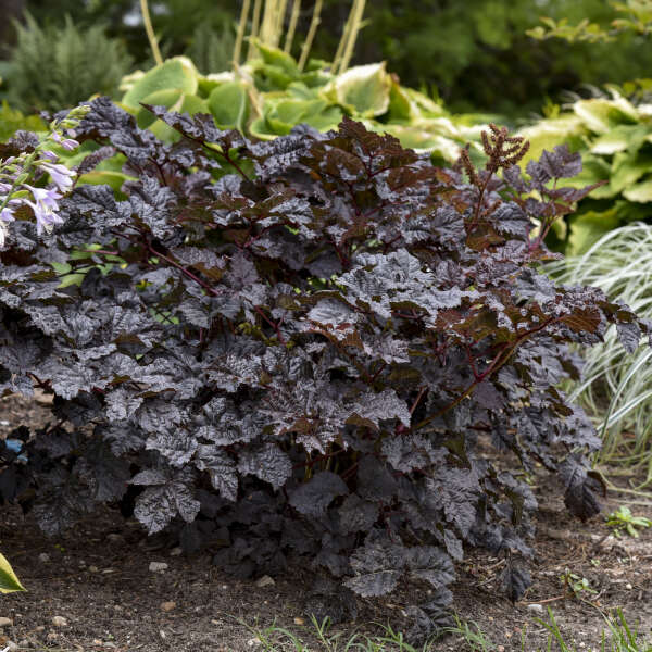 Astilbe 'Dark Side of the Moon'