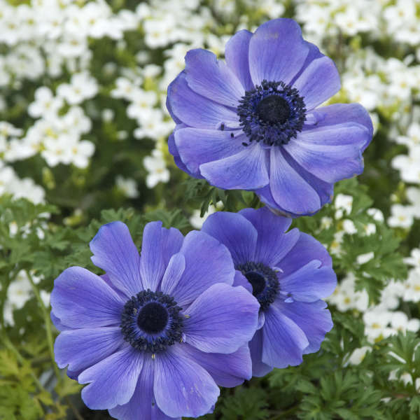 Anemone Harmony Series - Blue Grecian Windflower