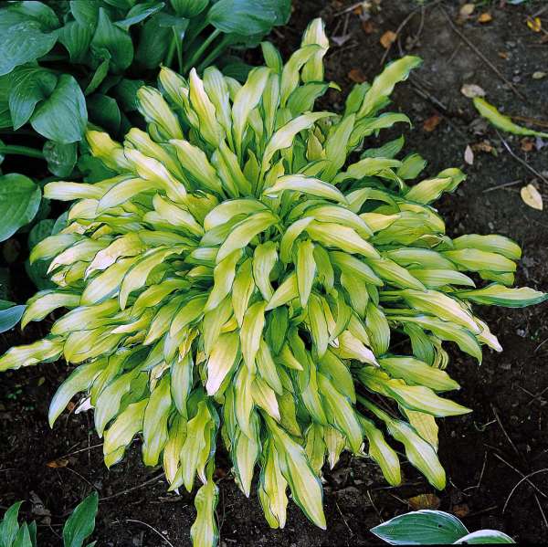 Hosta 'Kabitan' Hosta