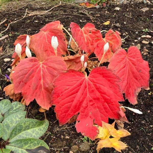 Oredenia 'Fusion of Fire' Oredenia