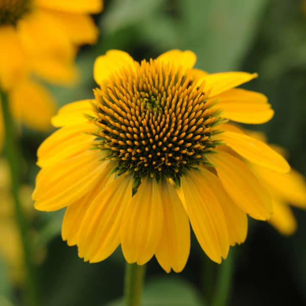 Echinacea SOMBRERO® LEMON YELLOW Coneflower