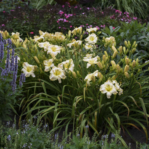 Jardim de plantas de flores brancas