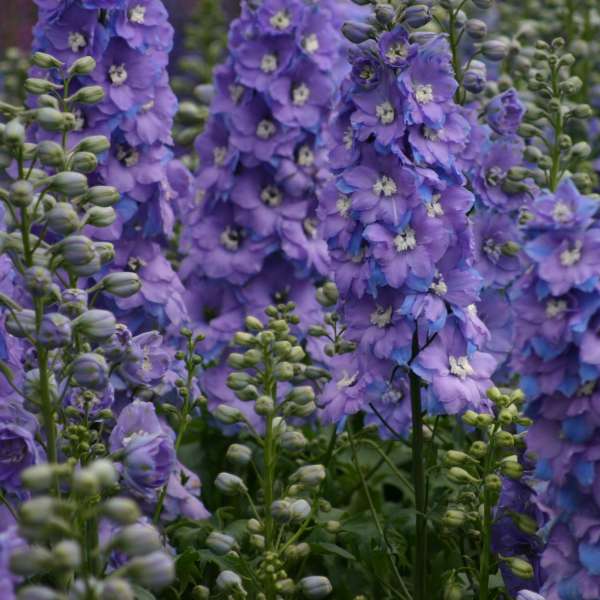 Delphinium 'Morning Lights' Hybrid Bee Delphinium