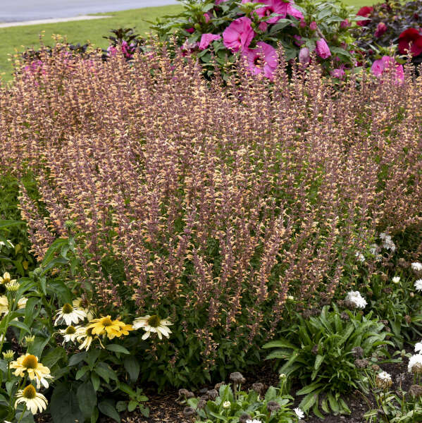 Agastache 'Queen Nectarine' Anise Hyssop