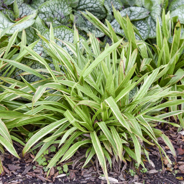 Carex 'Shade Fanfare' Plantain-leaved Sedge