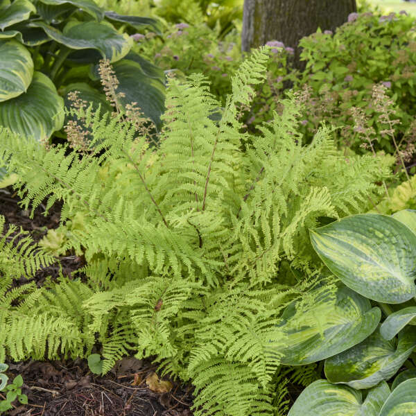 Athyrium 'Fronds Forever' Lady Fern