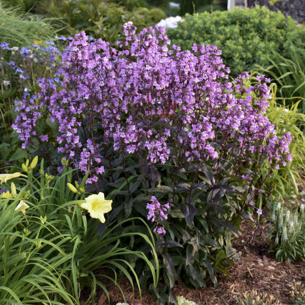 Penstemon 'Midnight Masquerade' Beardtongue