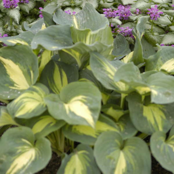 Hosta 'Thunderbolt' Hosta