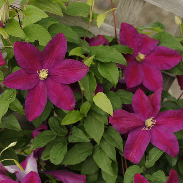 Clematis 'Sunset' Clematis