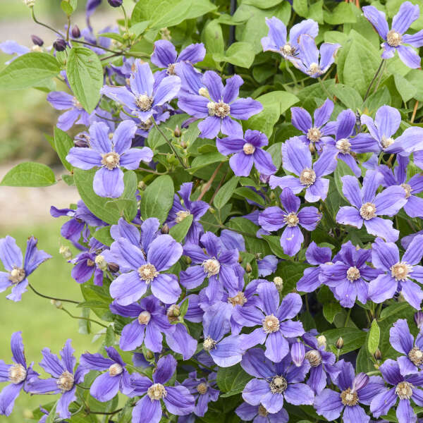Clematis 'Rain Dance' Bush Clematis