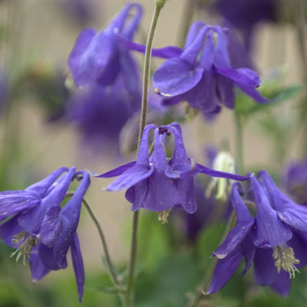 Aquilegia 'Blue Shades' Columbine