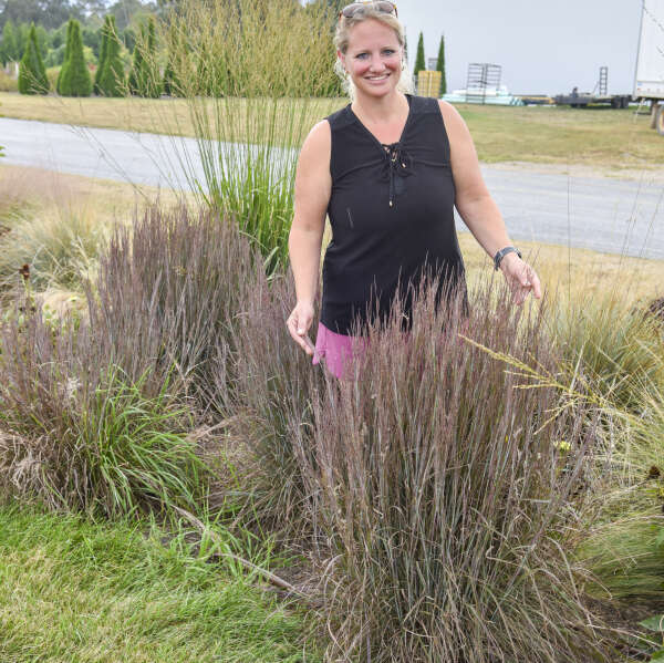 Schizachyrium 'Brush Strokes' Little Bluestem, Ornamental Grass