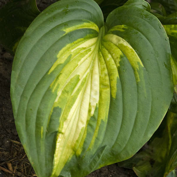 Hosta 'Heat Wave' Hosta