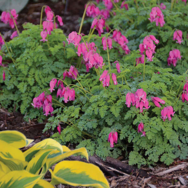 Dicentra 'King Hearts' Perennial Resource