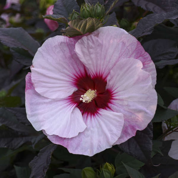 Hibiscus 'Perfect Storm' Rose Mallow