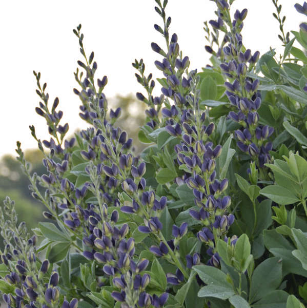 Baptisia 'Indigo Spires' False Indigo