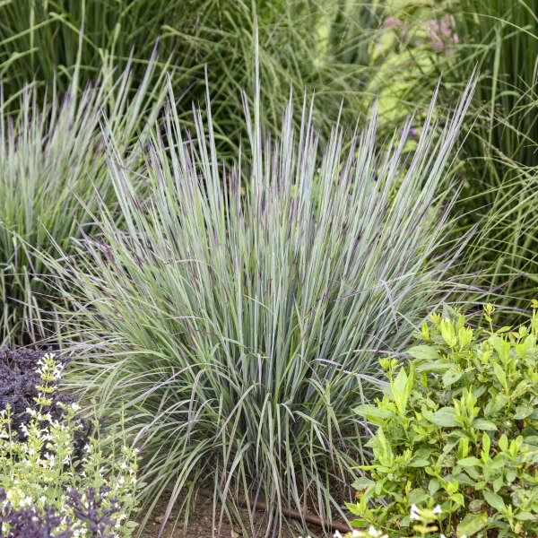 Schizachyrium 'Brush Strokes' Little Bluestem, Ornamental Grass