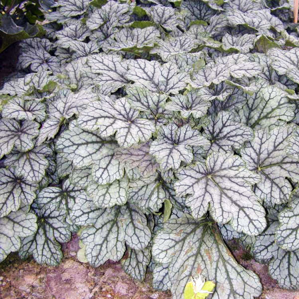 Heuchera 'Venus' Coral Bells