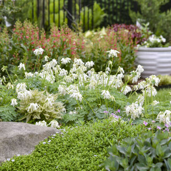 Dicentra 'White Diamonds' Fern-leaved Bleeding Heart