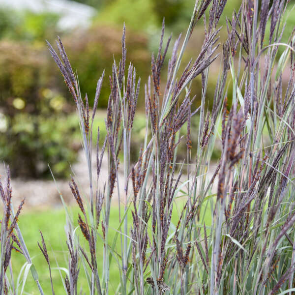 Andropogon 'Blue Steel' Big Bluestem