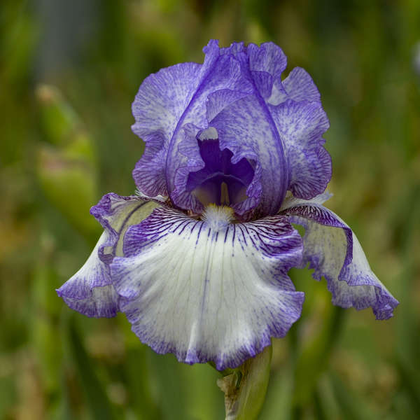 Iris 'Earl of Essex' Tall Bearded Iris