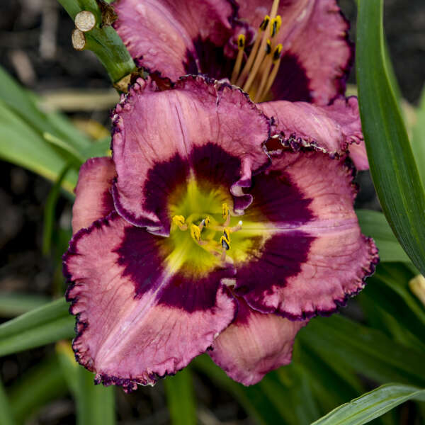 Hemerocallis 'Be Fruitful and Multiply' Daylily