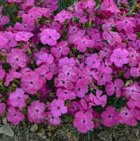 Dianthus 'Pinky Promise'