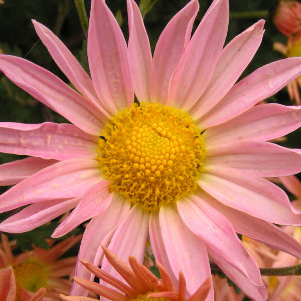 Chrysanthemum 'Samba' Hardy Garden Mum