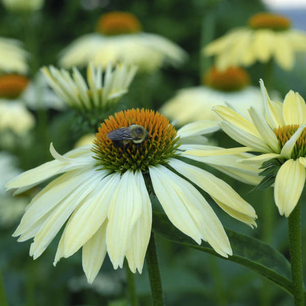 Echinacea 'Sunrise' PP16235 | Perennial Resource